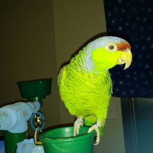 Meet your Posher, Ellen